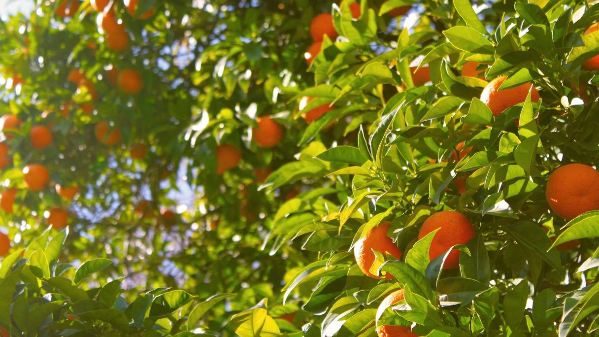 Le Maroc accroît ses exportations de mandarines vers le Canada Le Maroc accroît ses exportations de mandarines vers le Canada