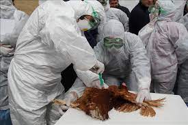 Grippe aviaire : Le virus pourrait-il s'adapter à l'humain ?