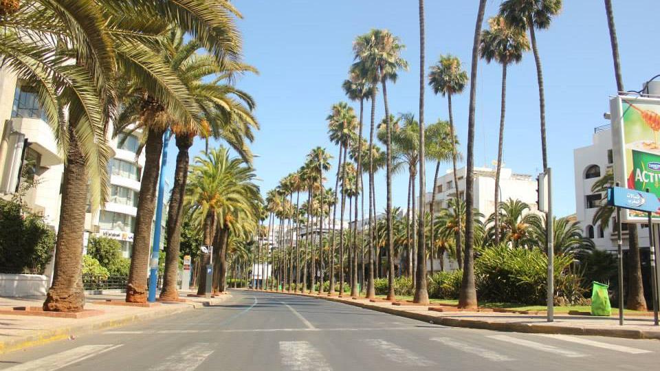 Campagne contre les palmiers à Casablanca: Ce qu’en dit le Conseil