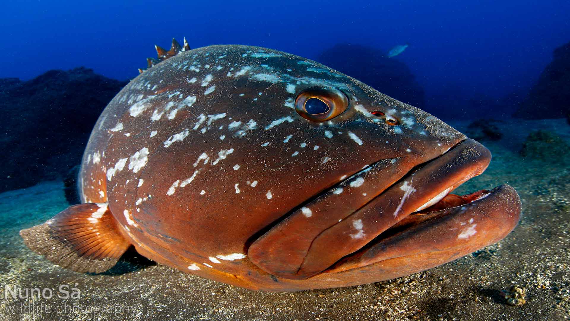 Chasse sous-marine illégale : Au Maroc, l’avenir des Mérous est en péril ! [INTÉGRAL]