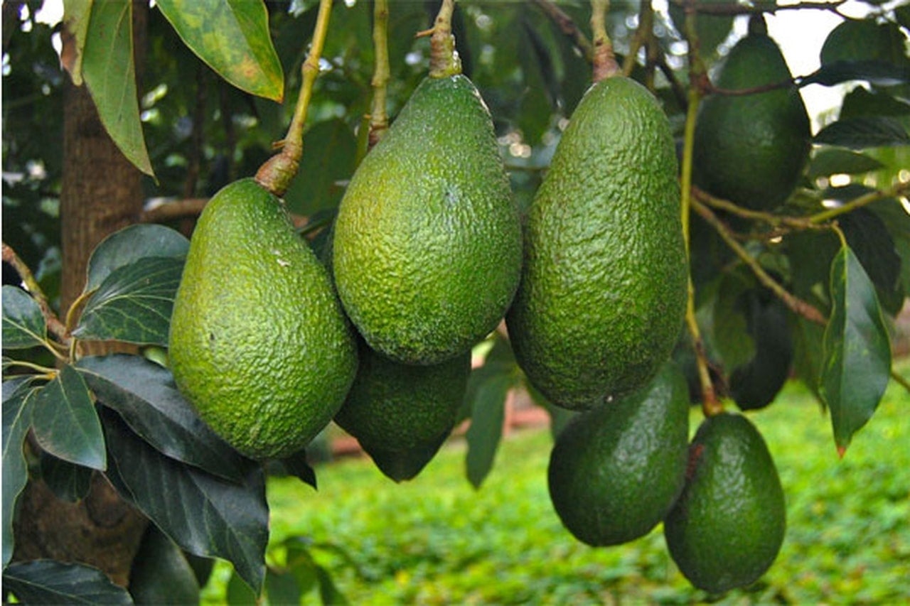 ​Avocats: Les exportations marocaines vers l'Allemagne atteignent un niveau record