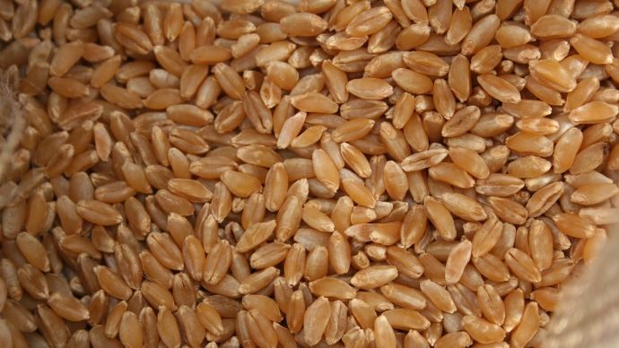 La baisse de production au Canada impacte les prix au Maroc  La baisse de production au Canada impacte les prix au Maroc