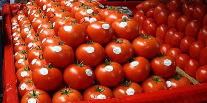 Moroccan tomatoes set a new record