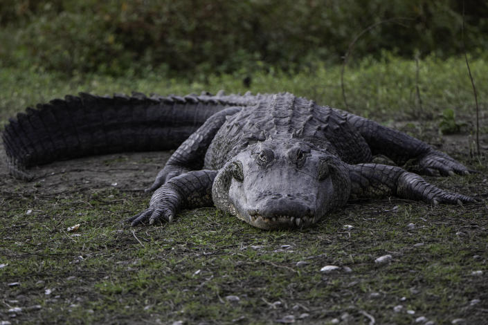 Floride: Un alligator tué après la découverte du corps d’une femme dans ses mâchoires Floride: Un alligator tué après la découverte du corps d’une femme dans ses mâchoires