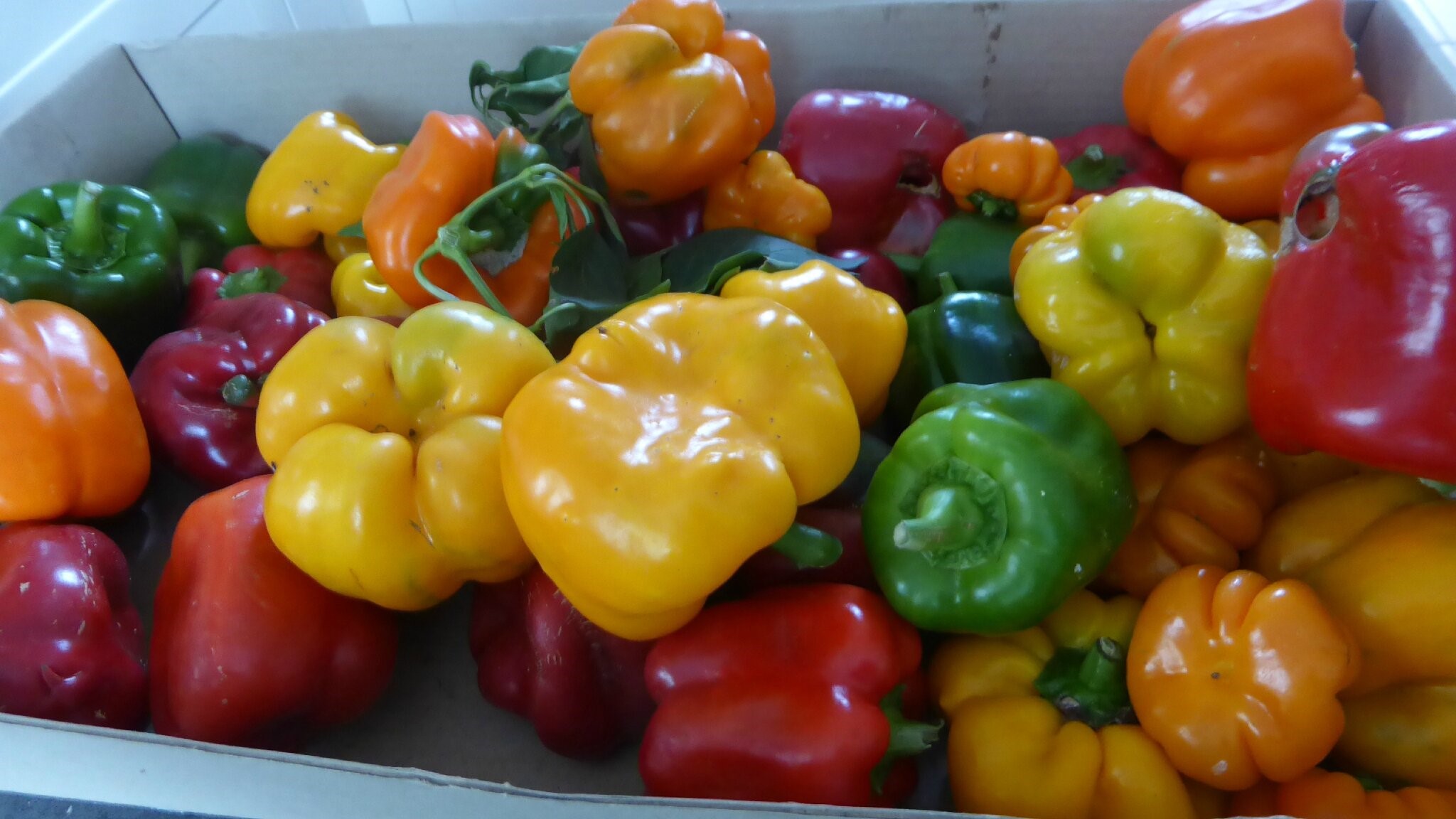 Poivrons doux : le Maroc part à la conquête du marché allemand 