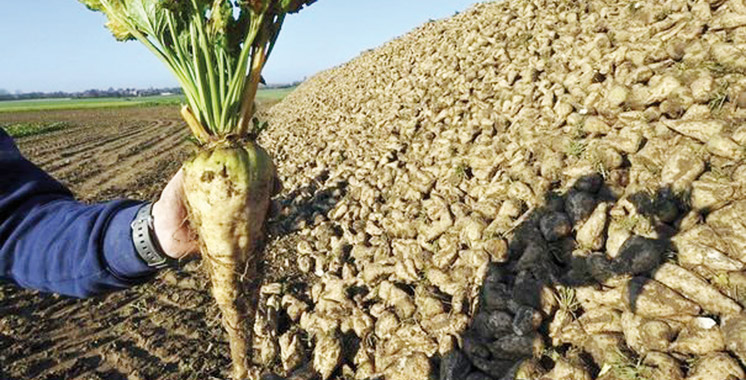 Gharb : Lancement de l'opération de semis de la betterave à sucre