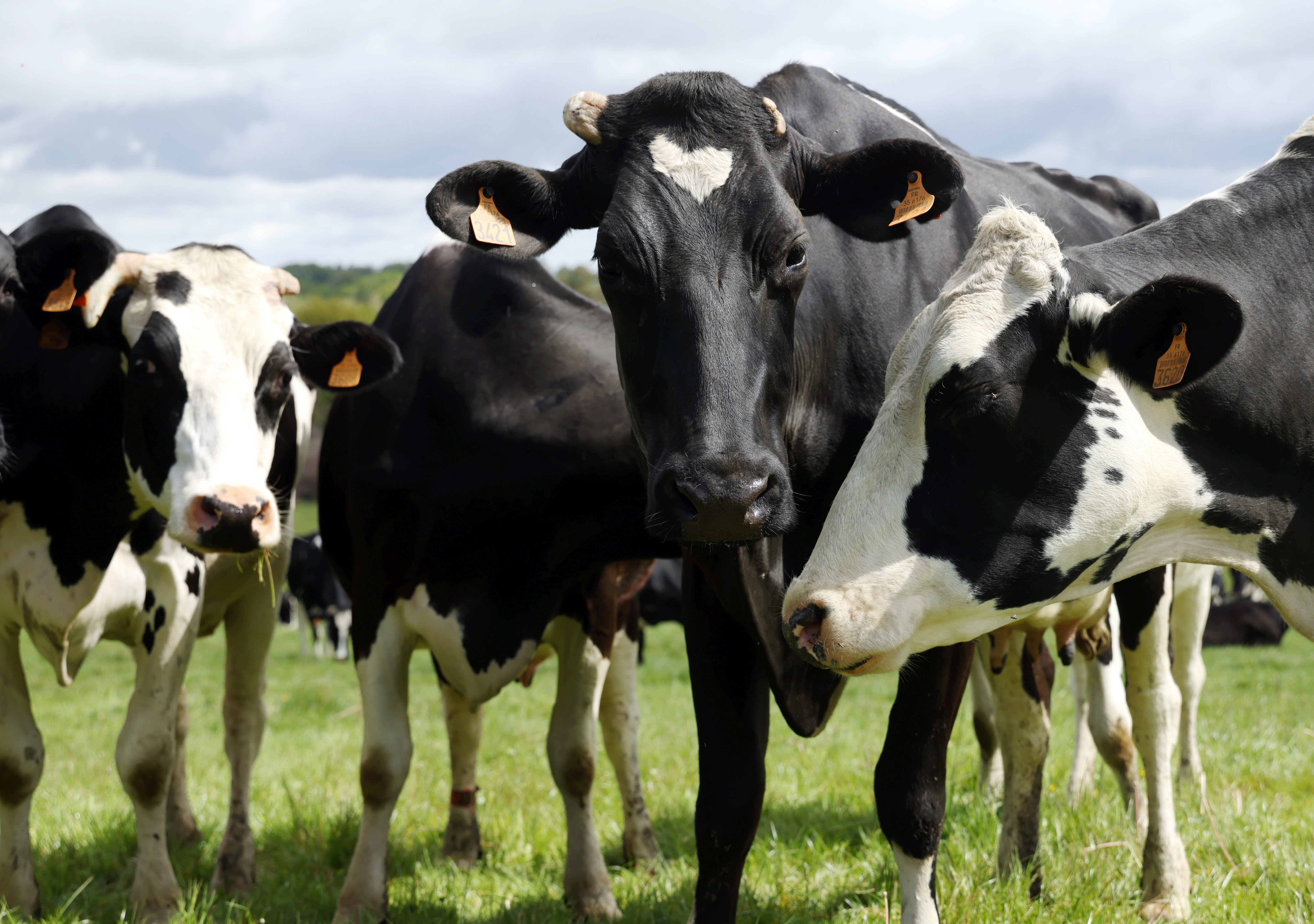 Filière des viandes rouges : Qu’est-ce qui retarde l’importation des bovins ? Filière des viandes rouges : Qu’est-ce qui retarde l’importation des bovins ?