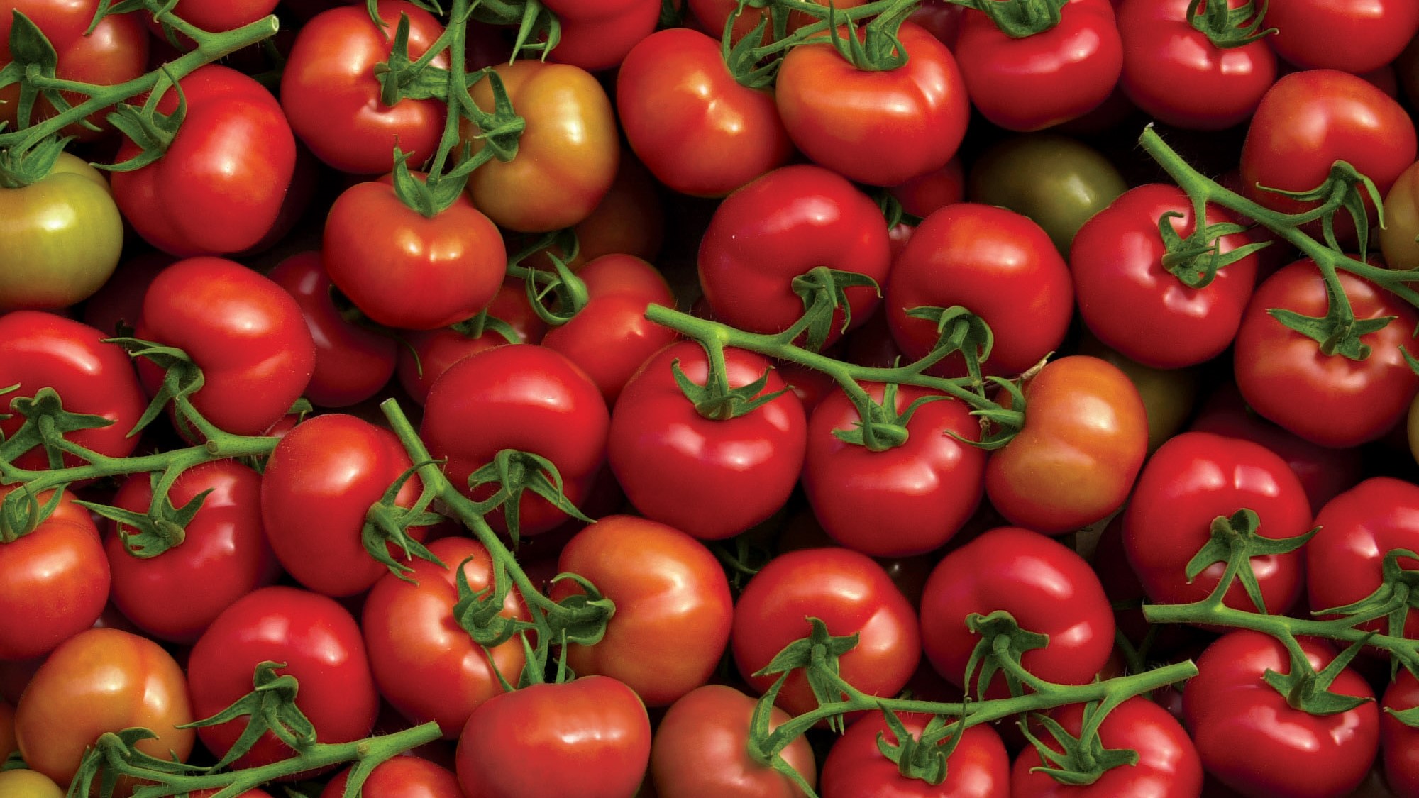 Exportations : Le Maroc,  nouveau géant des tomates en Europe