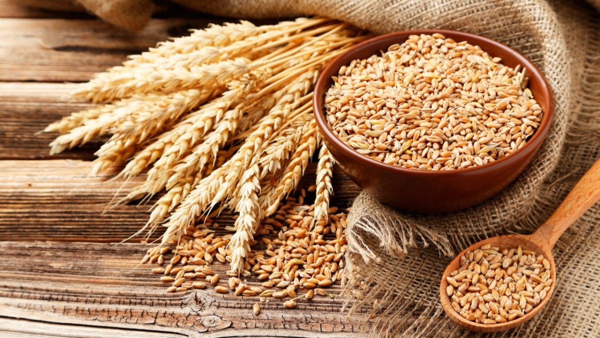 Céréales : Importation de 256.013 tonnes de blé tendre