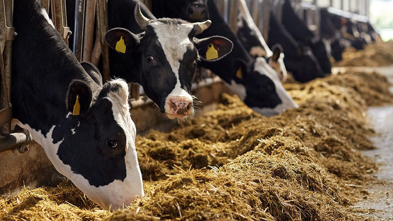 Rome : Le Maroc prend part au forum mondial sur l'alimentation animale