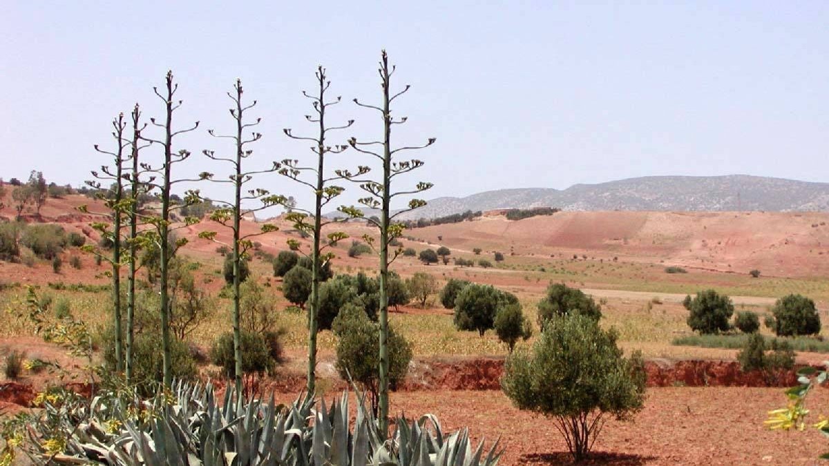 Essaouira: Le projet "Assaba", modèle de mobilisation des terres collectives pour l'investissement