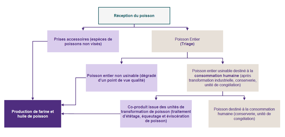 Filière des huiles et farines de poisson: Quel apport à l’économie et à la sécurité alimentaire ? [INTÉGRAL]