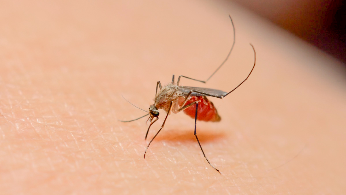 Paludisme : L’Afrique va bientôt lancer une vaccination à grande échelle