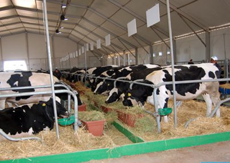 Allemagne : les autorités de "Basse-Saxe" interdisent l'exportation de bovins vers des pays, dont  le Maroc