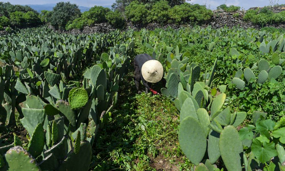 Doukkala : Identification et plantation de Cactus résistant à la cochenille
