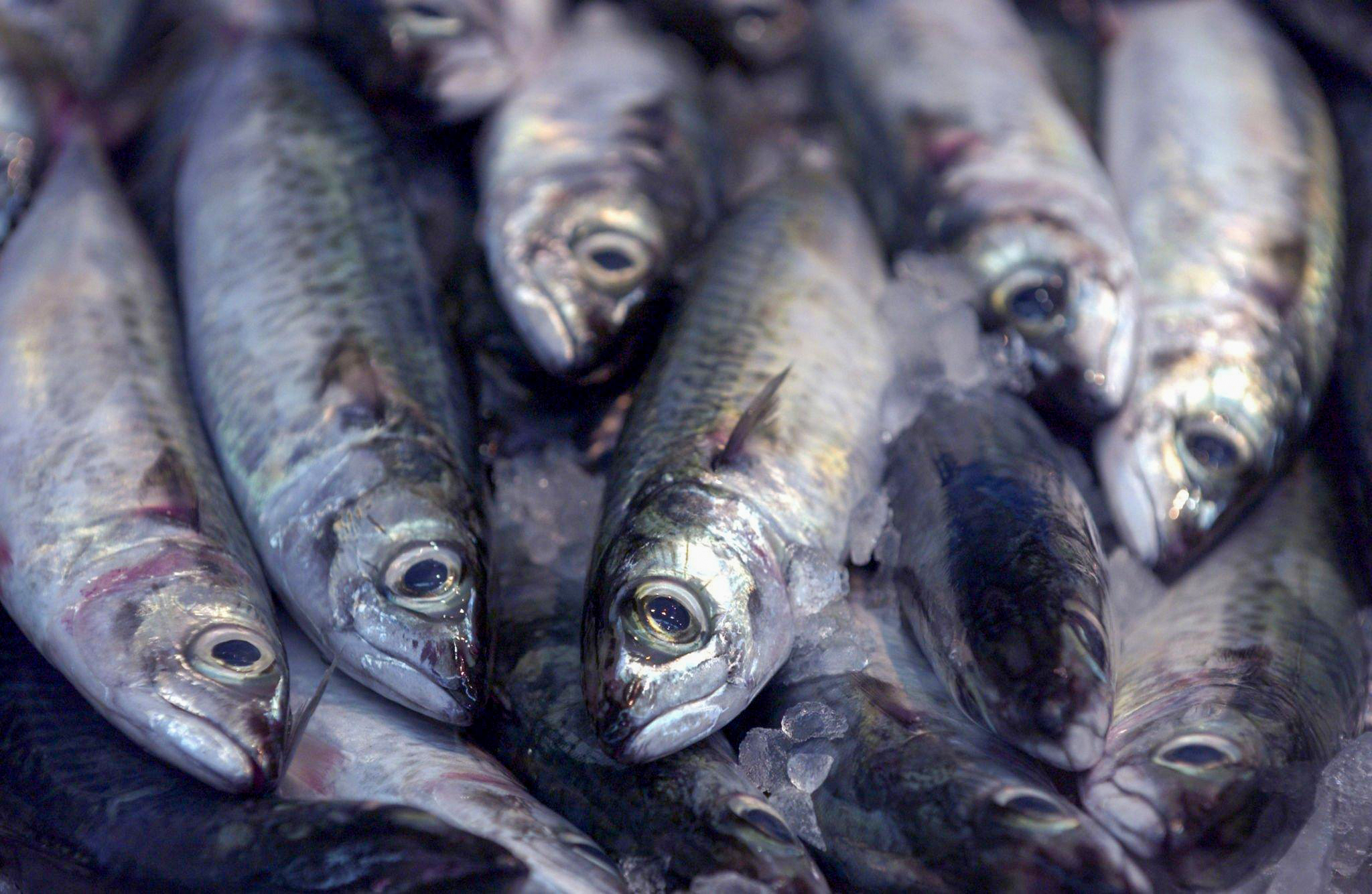 Sardine : Le rôle social d’un pilier de la sécurité alimentaire