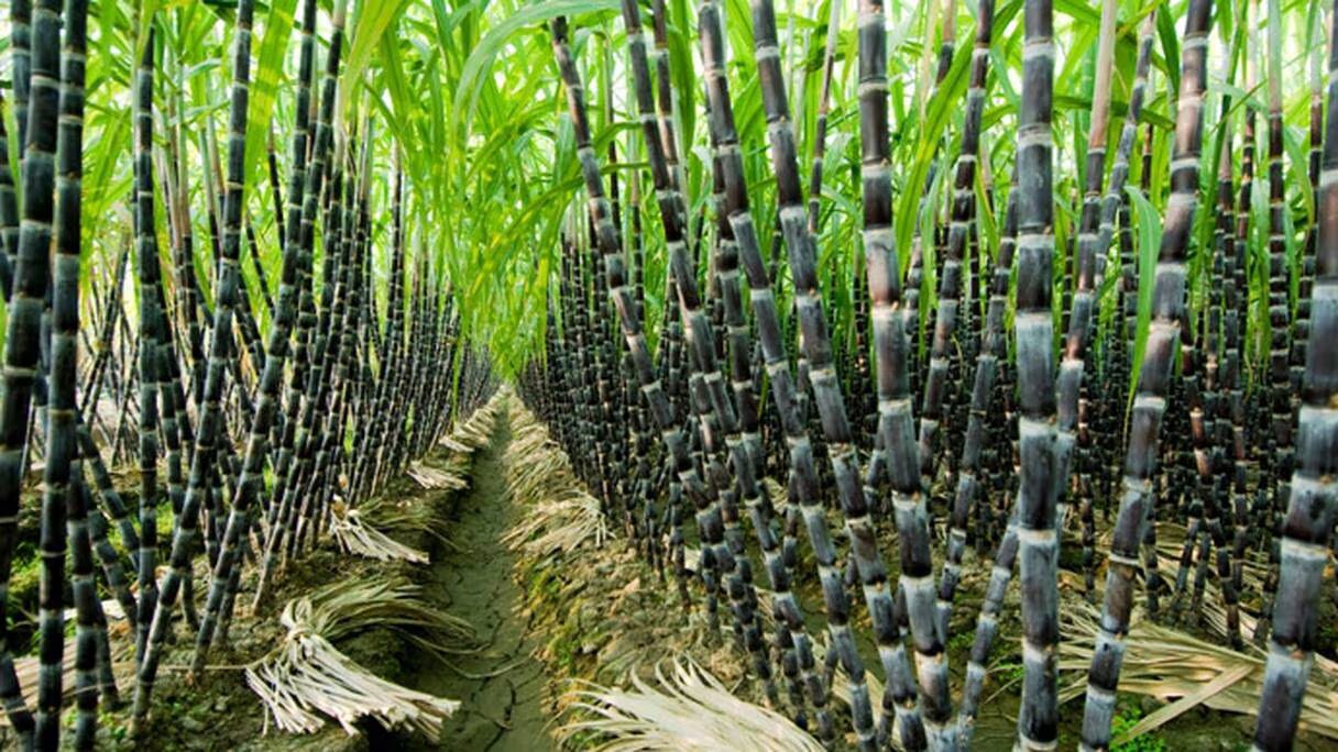Filière sucrière : Nouvel appui financier au profit des agriculteurs