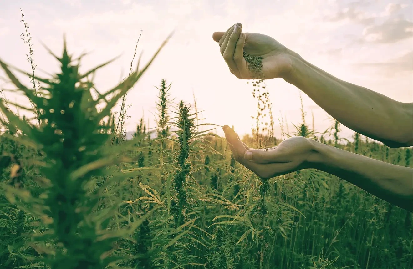 Cannabis médical : L’octroi des autorisations prend son rythme