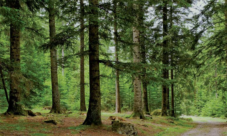 Stratégie Forêts du Maroc 2020-2030 : BEI accorde 100 millions d'euros au Maroc 