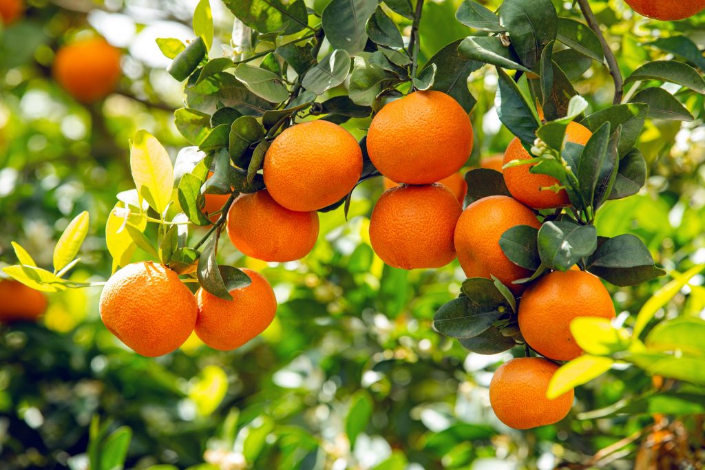 Les mandarines marocaines à l'assaut du marché russe