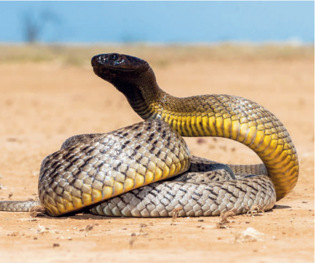 Braconnage de reptiles : Un trafic qui met la biodiversité du Maroc en péril [INTÉGRAL]