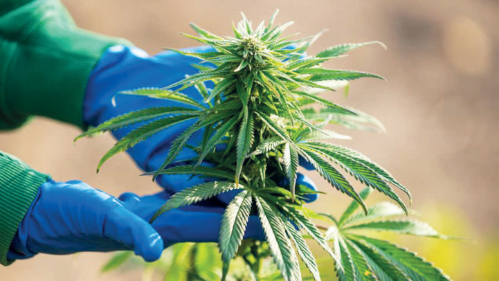 Hoceima : Environ 45 MDH pour la création d’une zone dédiée aux activités de transformation de cannabis à Issaguen