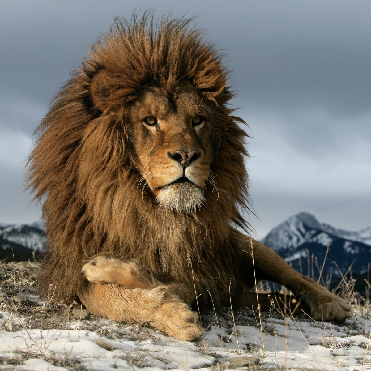 Lion de l’Atlas : Les indices troublants d’une probable réapparition