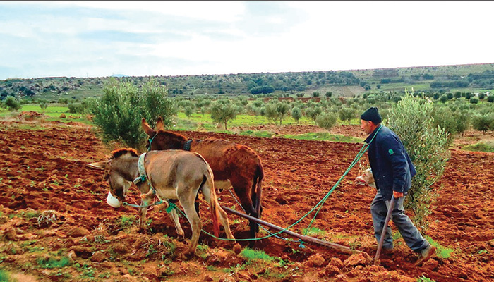 La stratégie de Sadiki pour sauver une campagne agricole menacée par la sècheresse 