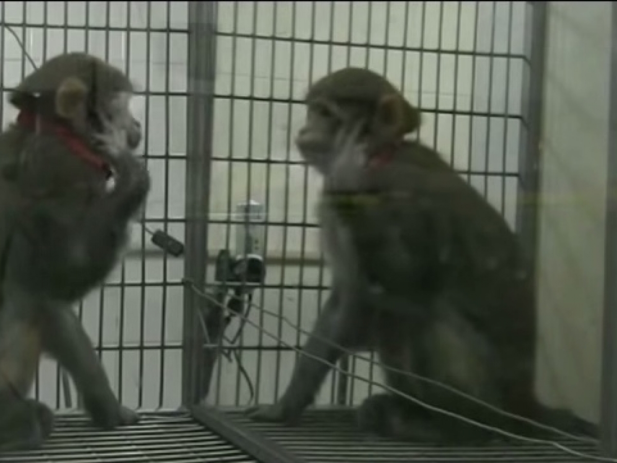 Science de reproduction : Premier clonage réussi d'un singe rhésus