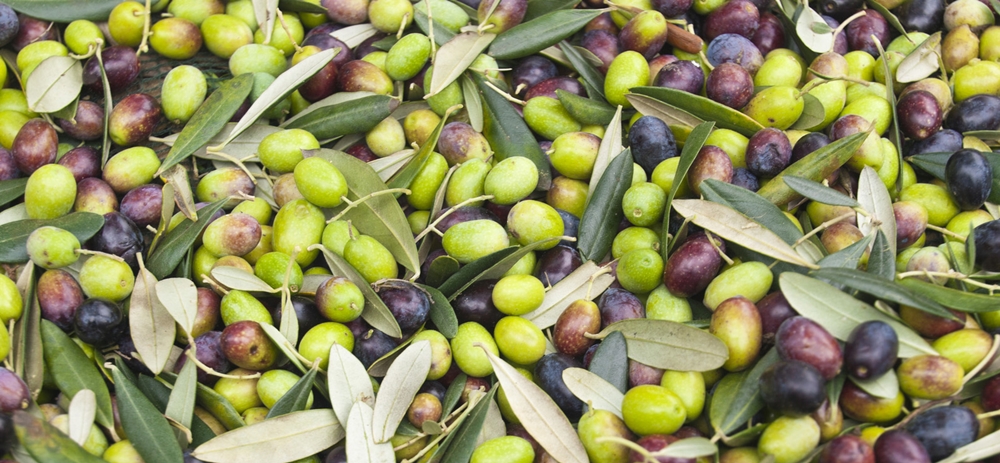 Sécheresse : Montée en flèche des importations marocaines d’olives en conserve