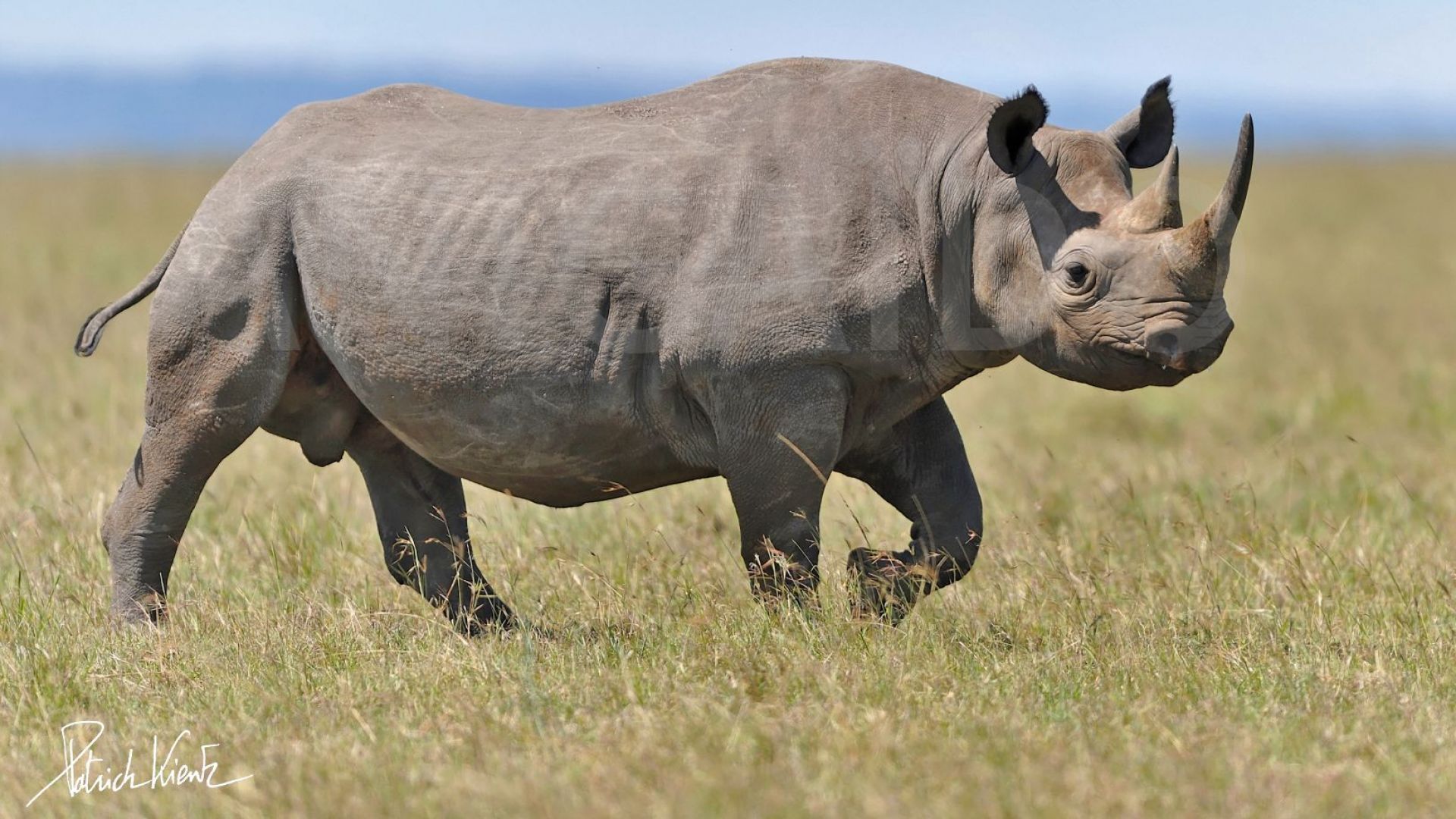 Le réchauffement climatique menace l'avenir des rhinocéros en Afrique australe