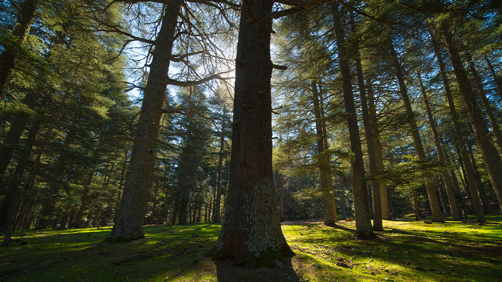 Stratégie forestière : Le Royaume sort les grands moyens pour sauver ses forêts