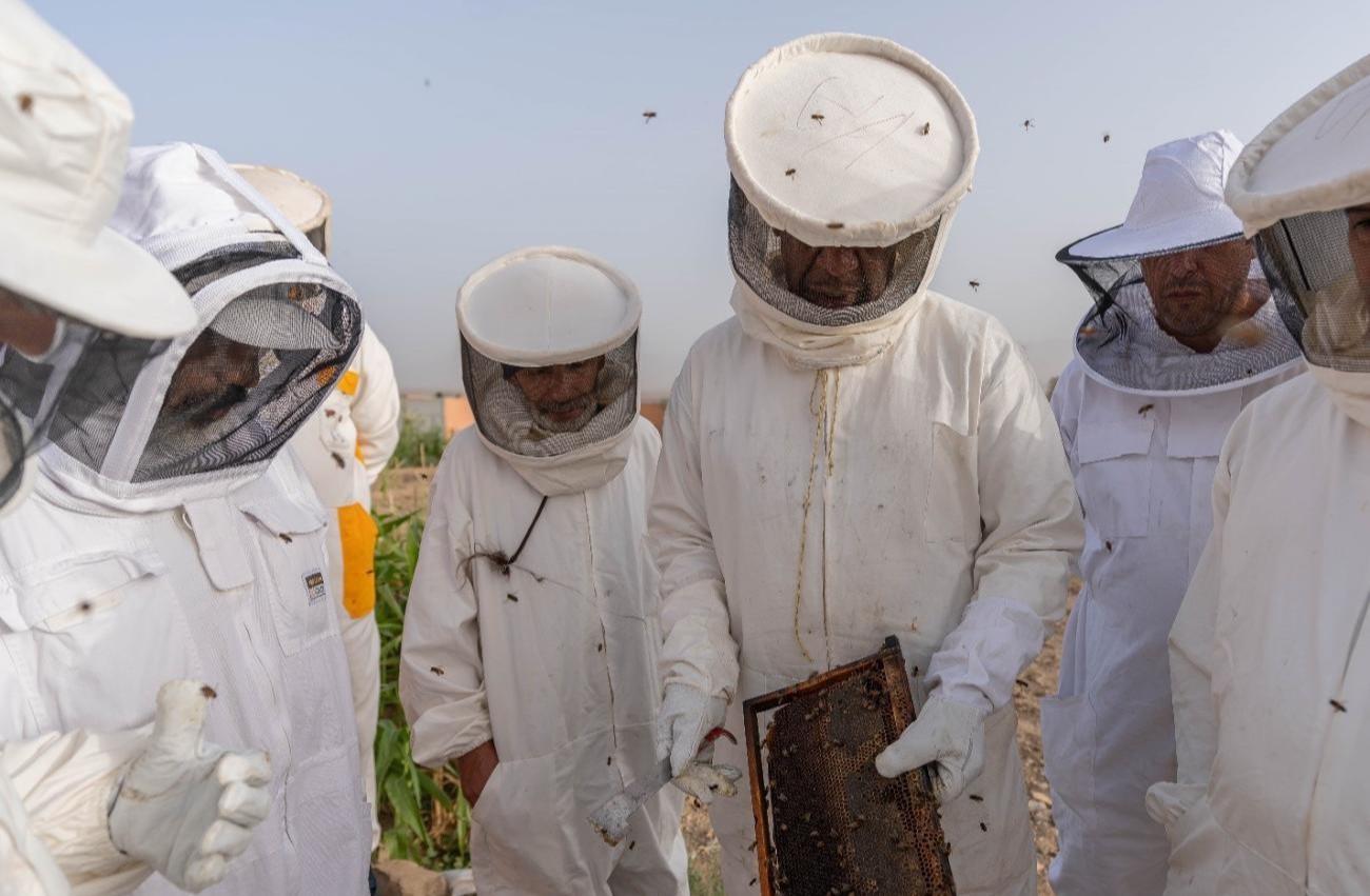 La végétation souffre depuis l’été dernier et les apiculteurs craignent le pire.