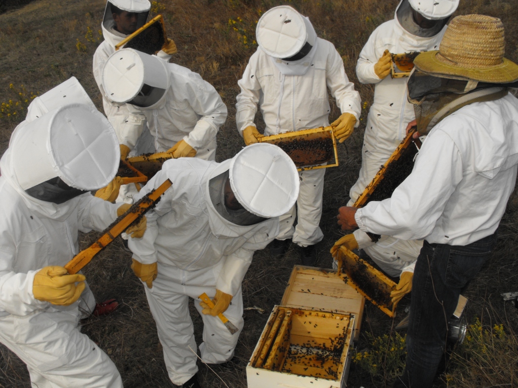 Apiculture : À la veille du Ramadan, les ruches s’effondrent [INTÉGRAL]