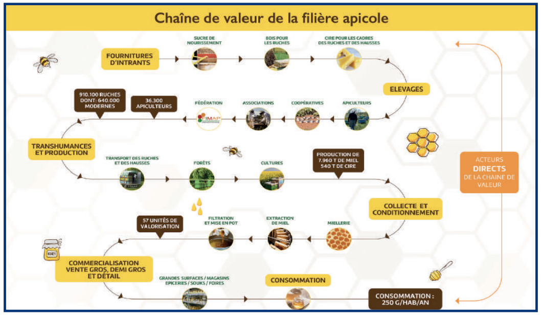 Apiculture : À la veille du Ramadan, les ruches s’effondrent [INTÉGRAL]