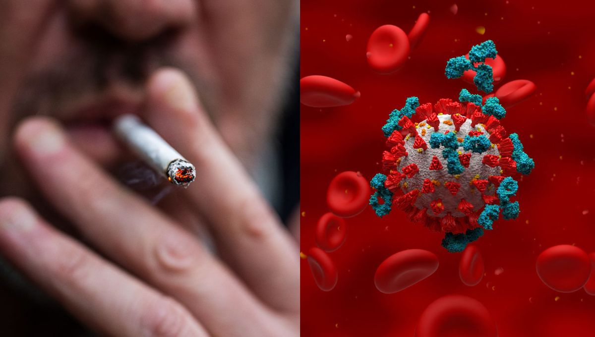 Le tabagisme nuit à l’immunité sur le long terme, selon une étude Le tabagisme nuit à l’immunité sur le long terme, selon une étude