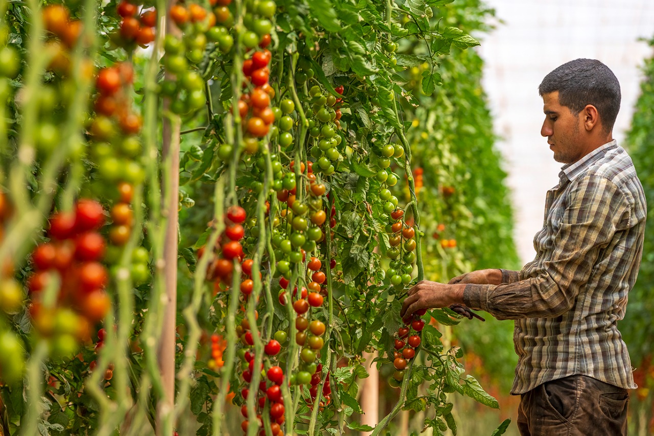 Maroc - UE : La guerre des tomates est déclarée  [INTÉGRAL]