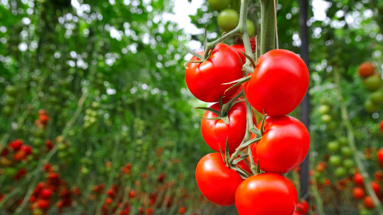 Maroc - UE : La guerre des tomates est déclarée  [INTÉGRAL]