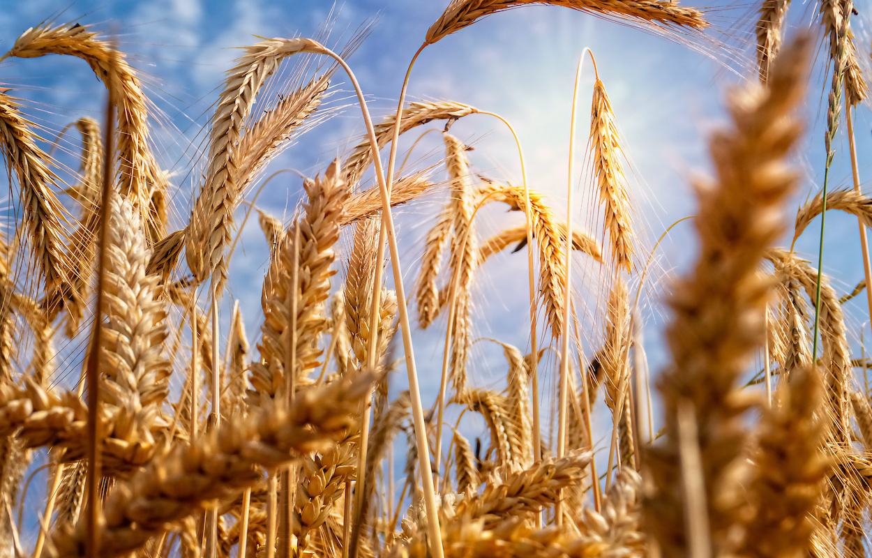 SMIAR : Comment le Maroc assure-t-il sa sécurité alimentaire ?