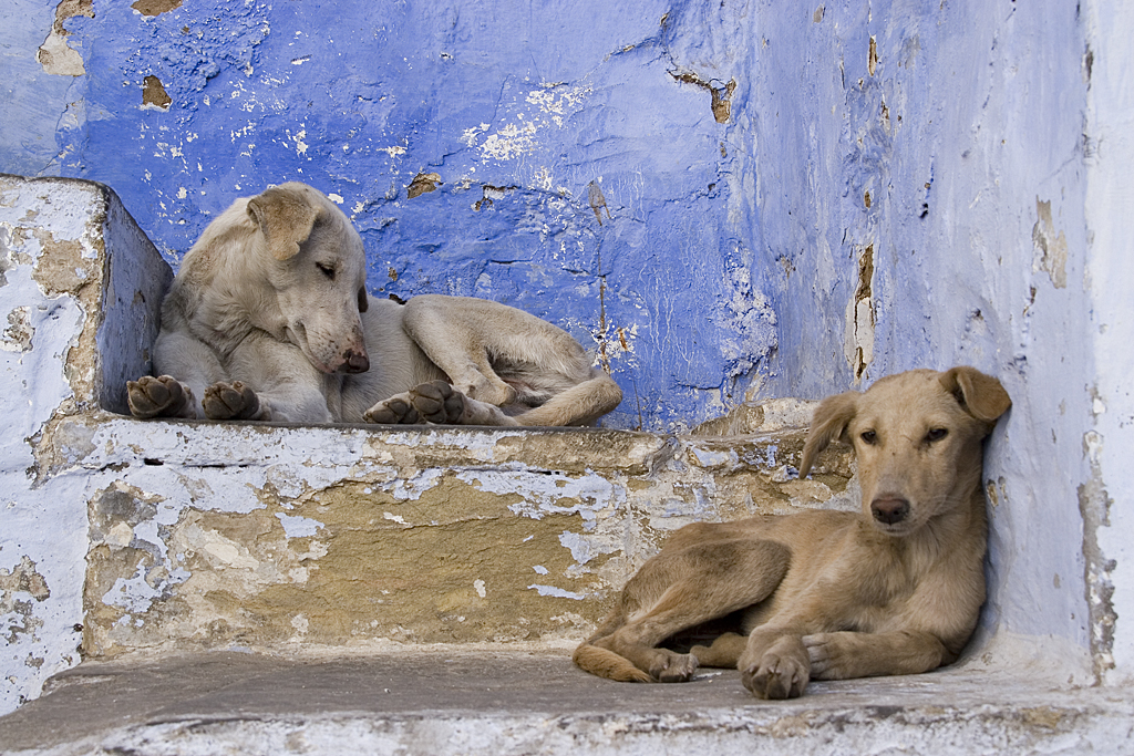 2500 chiens errants sont capturés annuellement à Casablanca.
