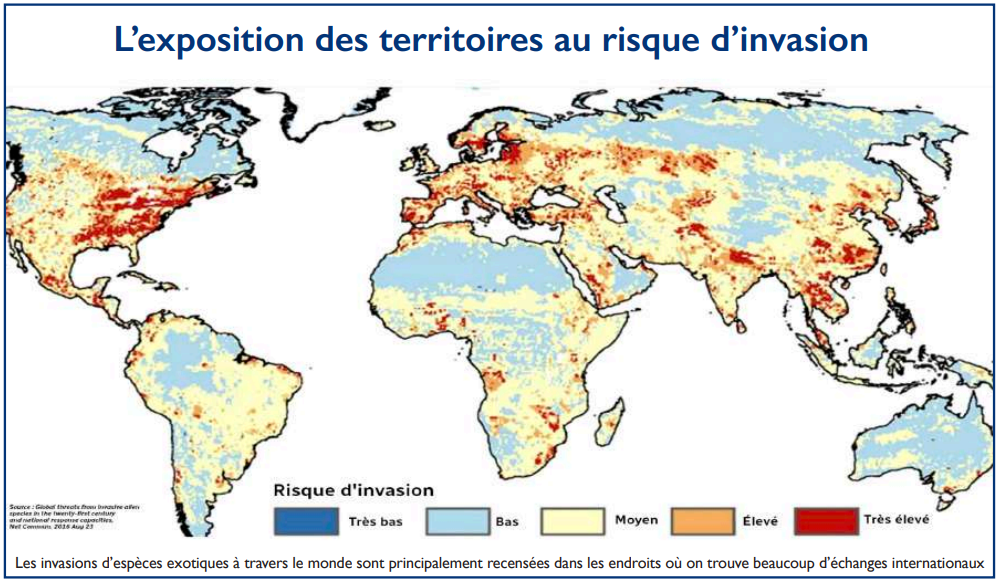 Espèces invasives : Faut-il se préparer à l’invasion de la dangereuse fourmi de feu ? [INTÉGRAL]