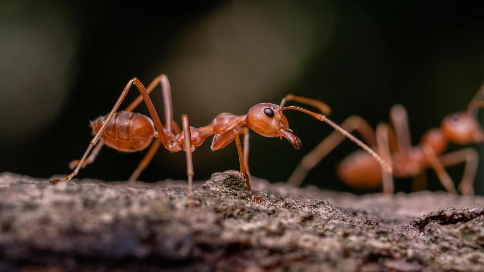 Espèces invasives : Faut-il se préparer à l’invasion de la dangereuse fourmi de feu ? [INTÉGRAL]