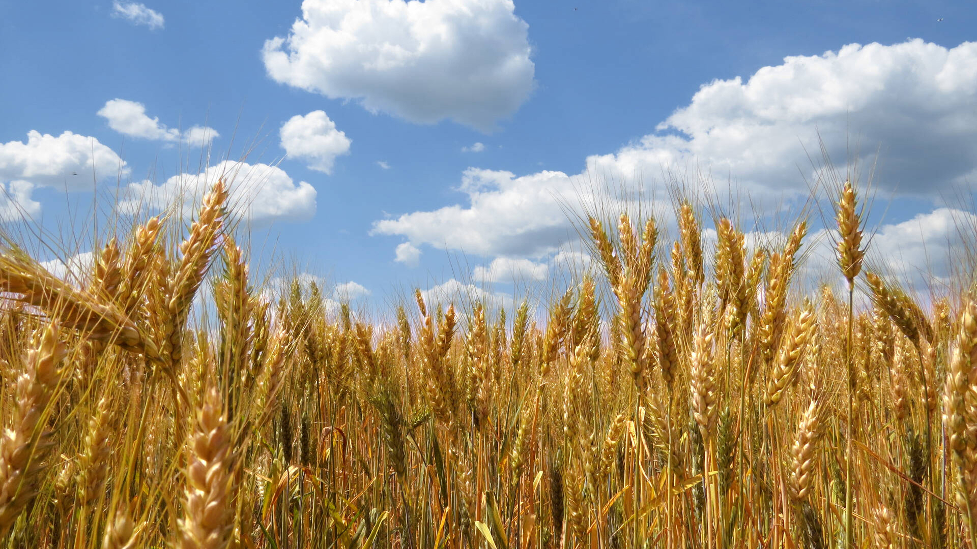 La production nationale des céréales au plus bas depuis 1981.