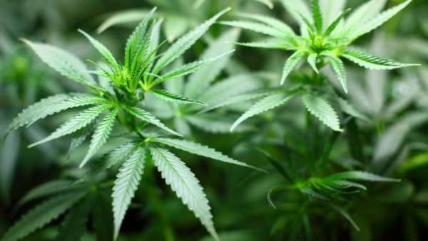 Usages licites du cannabis : 2.905 autorisations délivrées jusqu’au 23 avril courant, contre 609 en 2023