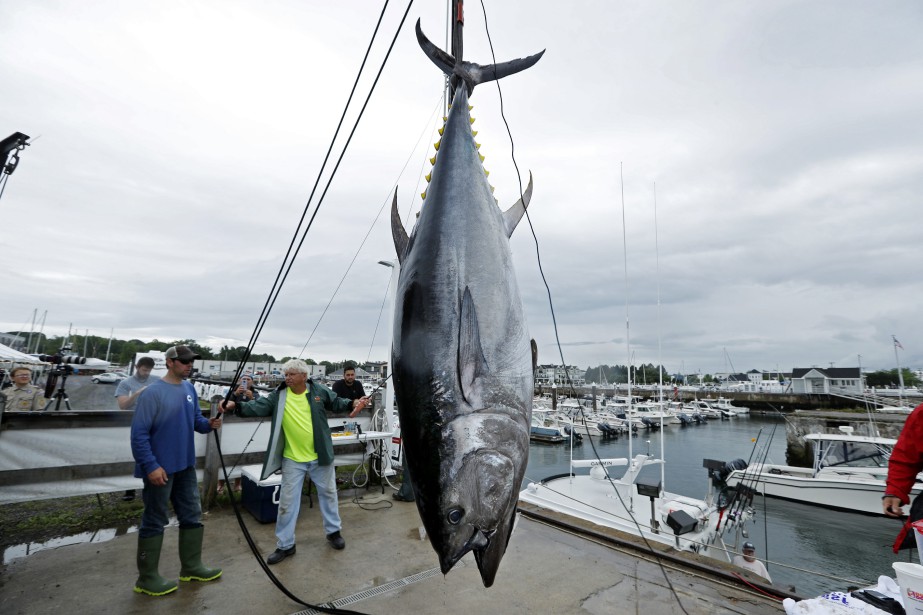 Journée mondiale du thon : Un pivot de l'industrie halieutique, en voie de disparition !  [INTÉGRAL]