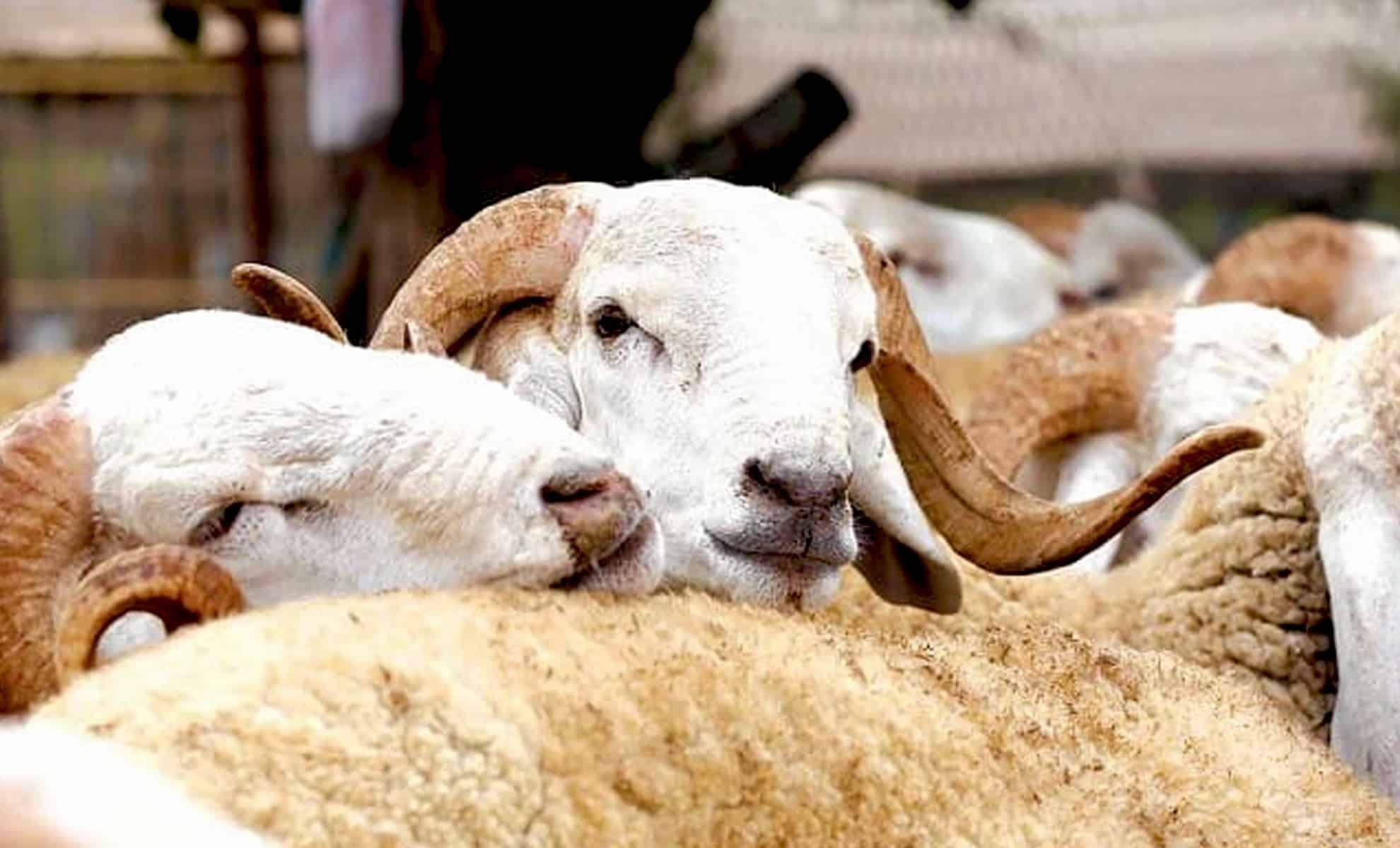Aïd Al-Adha 1445 : environ 650.000 têtes destinées à l’abattage identifiées dans la région de Rabat-Salé-Kénitra