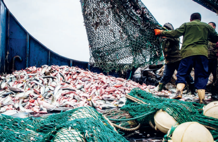 Projet de loi n°95.21 : Nouveau bouclier gouvernemental contre la pêche illicite ! Projet de loi n°95.21 : Nouveau bouclier gouvernemental contre la pêche illicite !