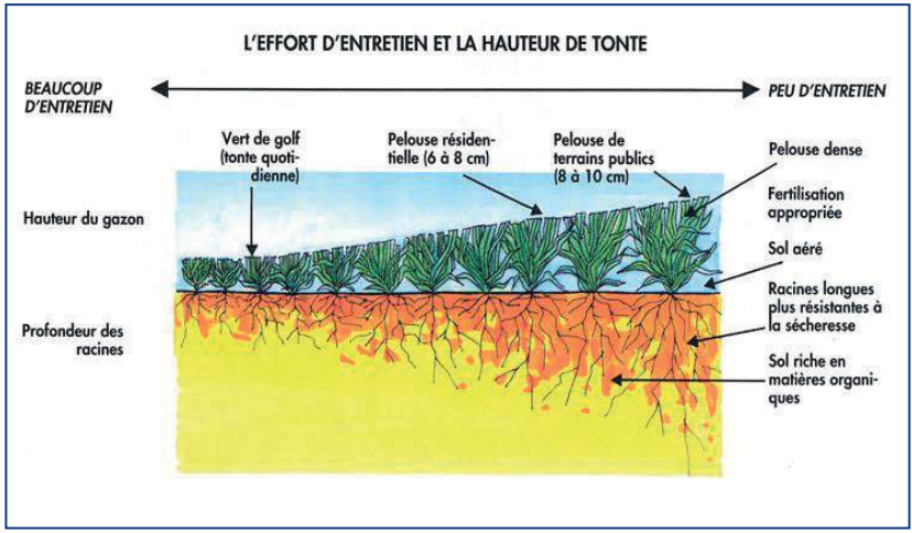 Stress hydrique : Alerte rouge sur l’engazonnement urbain !  [INTÉGRAL]