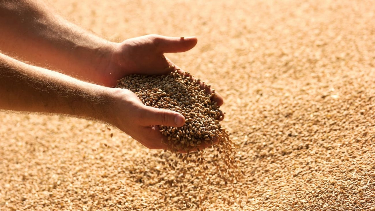 Blé tendre : Le Maroc accroitrait son approvisionnement de la Russie durant la saison 2024/25 Blé tendre : Le Maroc accroitrait son approvisionnement de la Russie durant la saison 2024/25