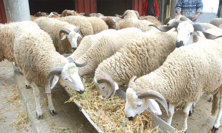 Le cheptel a perdu 38 % de son effectif depuis 2016 selon le ministre de l'Agriculture  Le cheptel a perdu 38 % de son effectif depuis 2016 selon le ministre de l'Agriculture